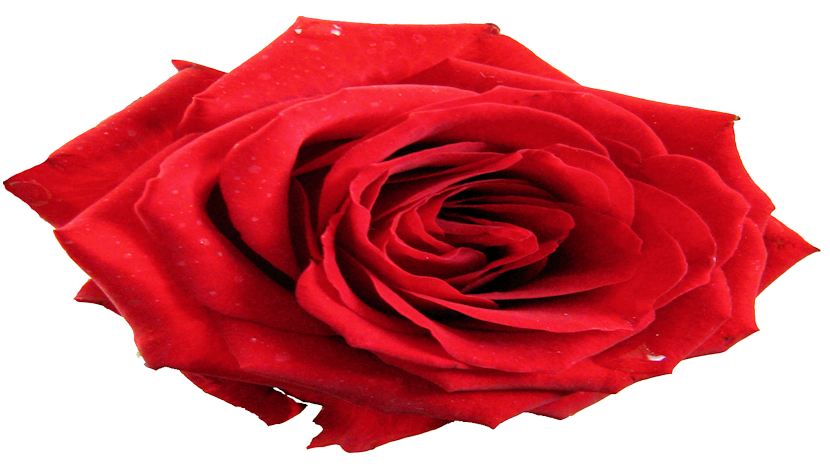 Rose from Djane Rose